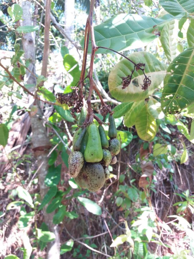 Cashew Villa Hiriketiya Dikwella Eksteriør billede