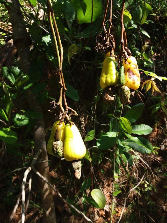 Cashew Villa Hiriketiya Dikwella Eksteriør billede