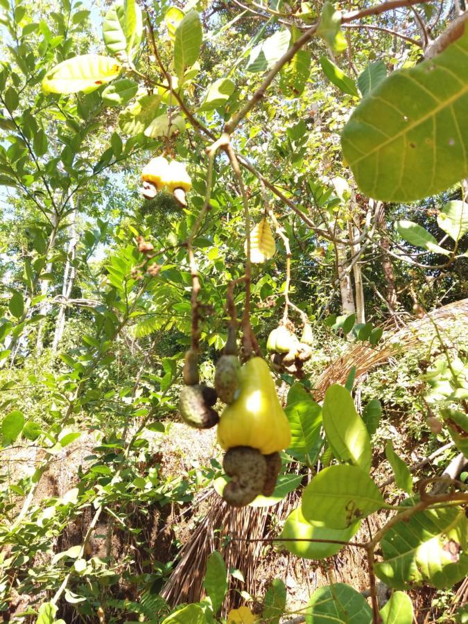 Cashew Villa Hiriketiya Dikwella Eksteriør billede