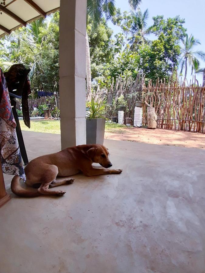 Cashew Villa Hiriketiya Dikwella Eksteriør billede